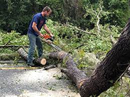 Best Lot and Land Clearing  in Wellston, MO