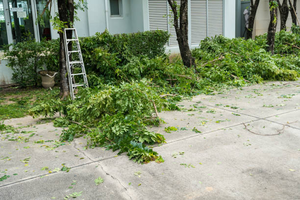 Best Palm Tree Trimming  in Wellston, MO