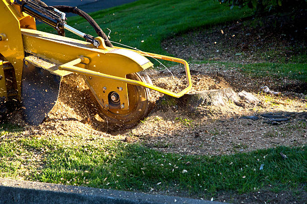 Best Tree Maintenance Programs  in Wellston, MO