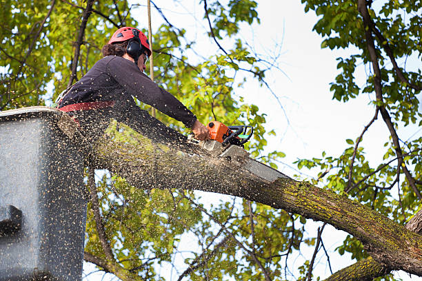 Best Emergency Tree Removal  in Wellston, MO